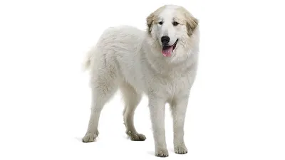 Pyrenean Mountain Dog - Пиренейская горная собака | Big dog breeds, Great  pyrenees dog, Giant dog breeds