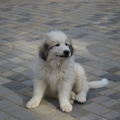 Пиренейская горная собака: шикарный королевский пёс-контрабандист | Пёсико  | Дзен
