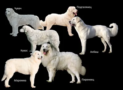 Пиренейская горная собака в Волгограде