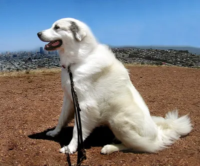 Большая пиренейская собака. Планета собак 🌏 Моя Планета - YouTube