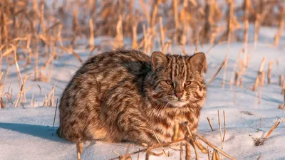 Кот Баюн. Крупный лесной кот с …» — создано в Шедевруме