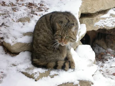 Лесной кот в Карпатах попал на видео | Новости РБК Украина