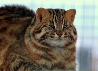 Дикие кошки: Европейская дикая лесная кошка (Felis silvestris)