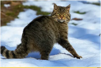 кот лизёт губы после еды. коричневый горный кот с суровым видом убийцы  показывает свой язык Стоковое Фото - изображение насчитывающей смешно,  портрет: 230348370