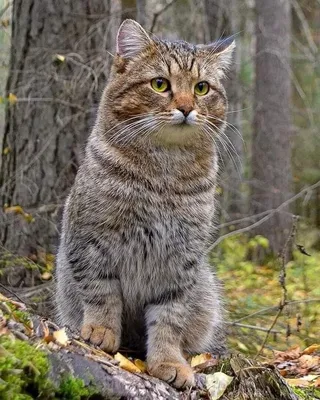 Под Тюменью живет лесной кот | 72.RU - YouTube