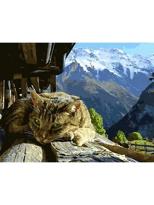 BB.lv: Дикий лесной кот заблокировал туристов в башне в Германии