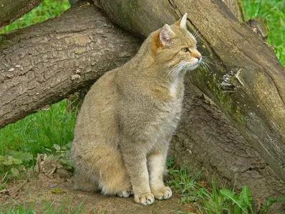 Лесной кот в зоопарке Екатеринбурге, где обитает, классификация