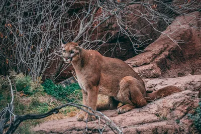 California has fewer mountain lions than previously estimated - Los Angeles  Times