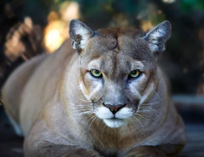 California mountain lion population is thousands fewer than previously  estimated