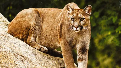 Mountain lion in Lower Macungie? Nope. What it was, and why cougars won't  pop up in Pa. - lehighvalleylive.com