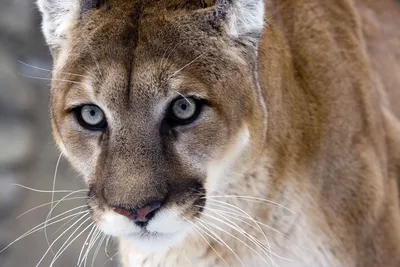 Wildlife commission makes major changes to mountain lion hunting