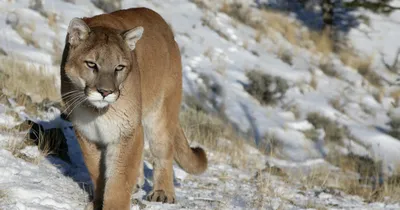 Mountain Lion - Texas Native Cats