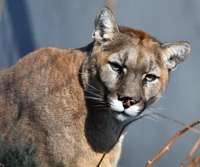 Green River Police Department Receives Report of Mountain Lion in Town -  SweetwaterNOW