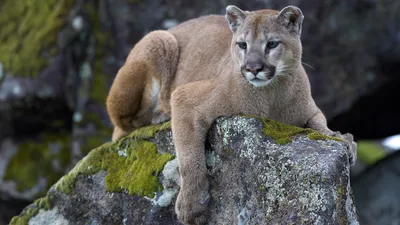 Mountain Lions | US Forest Service