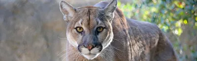 Derek Wolfe, ex-Broncos player, kills huge mountain lion in Colorado |  FOX31 Denver