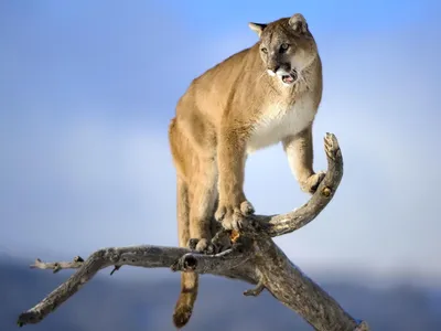 Rafters Use Paddles to Fight Off Arizona Mountain Lion That Attacked Man
