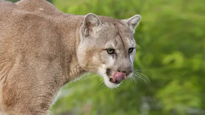 Watch: Dog chases off mountain lion at California home in Morada