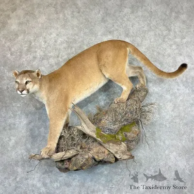 How Wolves Are Driving Down Mountain Lion Populations | Science|  Smithsonian Magazine