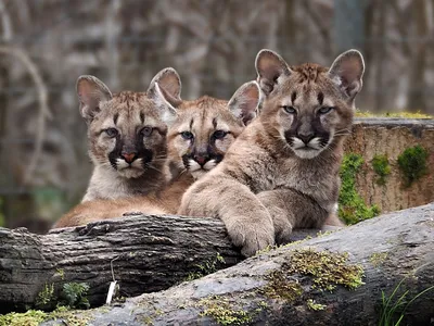 Have you seen a mountain lion in Missouri? Here's why sightings are up this  year | KCUR - Kansas City news and NPR