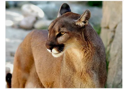 Mountain Lion Sighting Reported In Rohnert Park | Rohnert Park, CA Patch