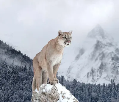 Mountain Lion Attacks Man Relaxing in Hot Tub in Colorado – NBC 7 San Diego