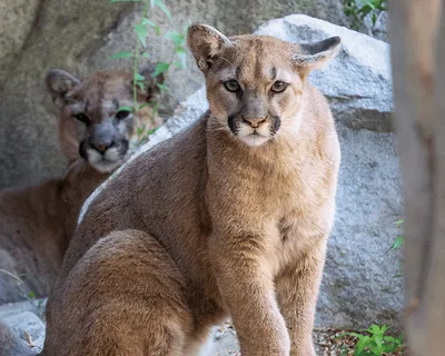https://www.postindependent.com/news/mountain-lion-sightings-reported-in-glenwood-springs-nearby-towns/