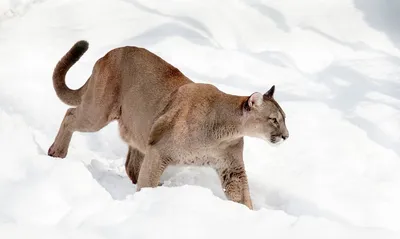 Contribute to Conservation - Mountain Lion Foundation