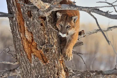 What to do if you encounter a mountain lion in Utah