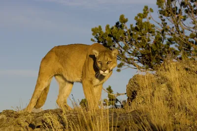 Officials warn of rare mountain lion sighting in southwest Arkansas | KATV