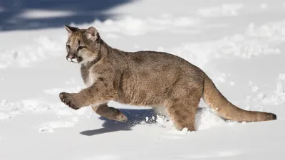 Пума — она же «кугуар», она же «горный лев»: 6 интересных фактов о самой  крупной из малых кошек | Приключения натуралиста | Дзен