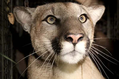 NRA Hunters' Leadership Forum | Colorado Ballot Initiative Would Ban Mountain  Lion Hunting