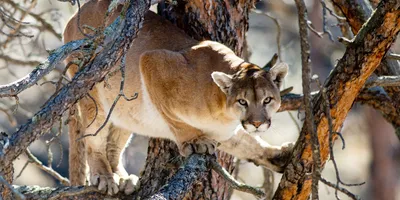 Mountain lion found dead near Denton latest in string of sightings