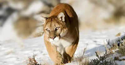 Mountain Lion Conservation Research | Midpeninsula Regional Open Space  District