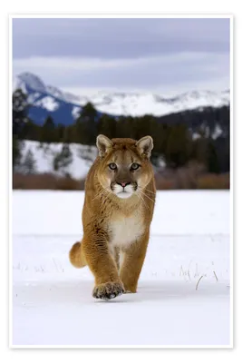 Effort to ban mountain lion hunting in Colorado heats up with state Supreme  Court challenge and a se – The Durango Herald