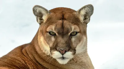 Mountain Lion | Online Learning Center | Aquarium of the Pacific