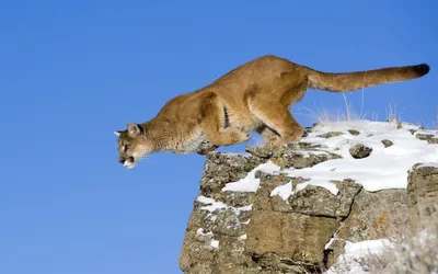 Southern California mountain lions show first reproductive effects of  inbreeding | UCLA