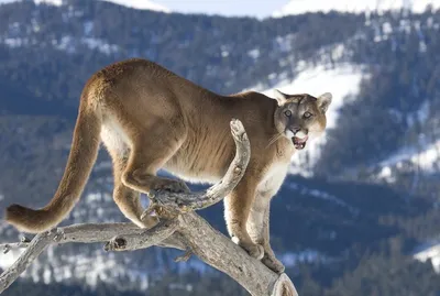 Mountain Lion Animal Facts | Felis Concolor - A-Z Animals