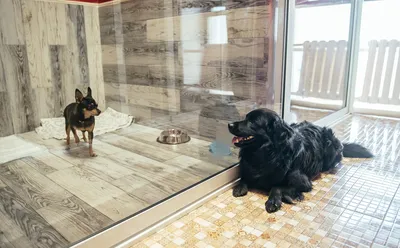 Первая казанская гостиница для домашних животных Усатый нянь: лечение,  уход, круглосуточное наблюдение - Инде
