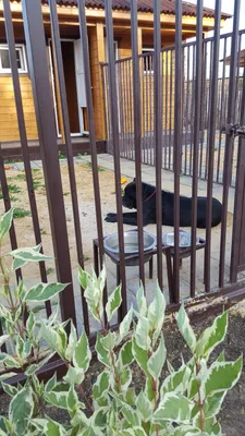 Гостиница для собак, кошек: зоогостиница в ветклинике | Цена в Омске