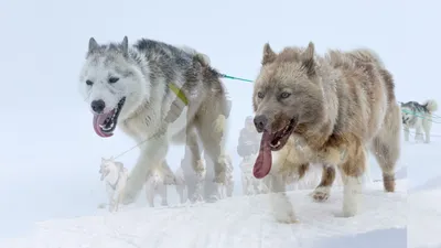 Серьезная Гренландская Собака Смотрит В Камеру Ездовая Собака Илулиссат —  стоковые фотографии и другие картинки Илулиссат - iStock