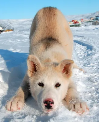 Собака Гренландии стоковое фото. изображение насчитывающей скелетон -  35727000