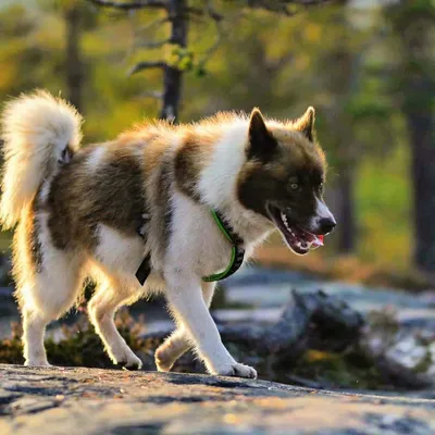 Гренландская собака: фото, описание породы, характера, ухода