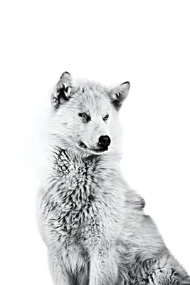 Гренландская собака, Природа 3D модель для ЧПУ: STL / MAX (obj)