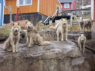 Природа и животные - Гренландская собака 1, NATURE_397 | 3D модель для ЧПУ  станка