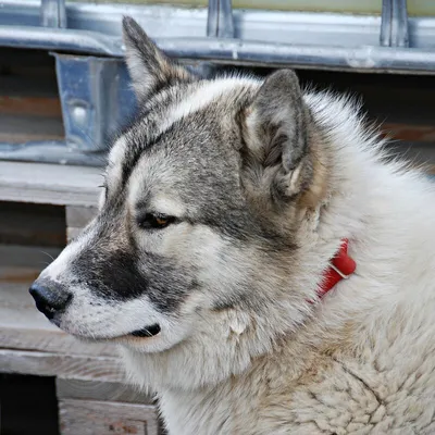 Гренландские ездовые собаки