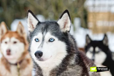Гренландская Ездовая Собака В Гренландии — стоковые фотографии и другие  картинки Арктика - Арктика, Без людей, Белый - iStock