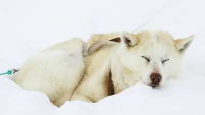 Гренландская собака, гравюра в раме, антиквариат - купить в магазине гравюр