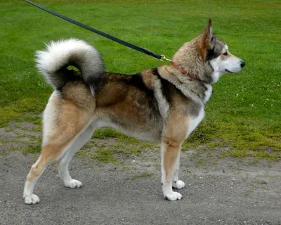 Гренландская собака - DogZilla