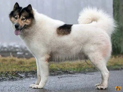 Описание породы собак - Гренландская ездовая собака