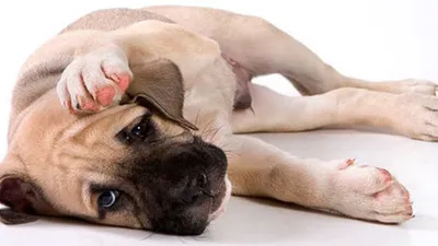 Грибок у собак: виды, симптомы и лечение | PetGuru